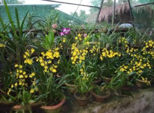 Kaziranga National Orchid biodiversity park