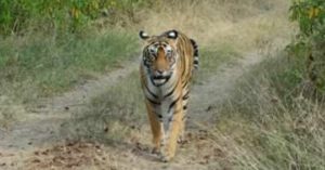 Tiger in Manas