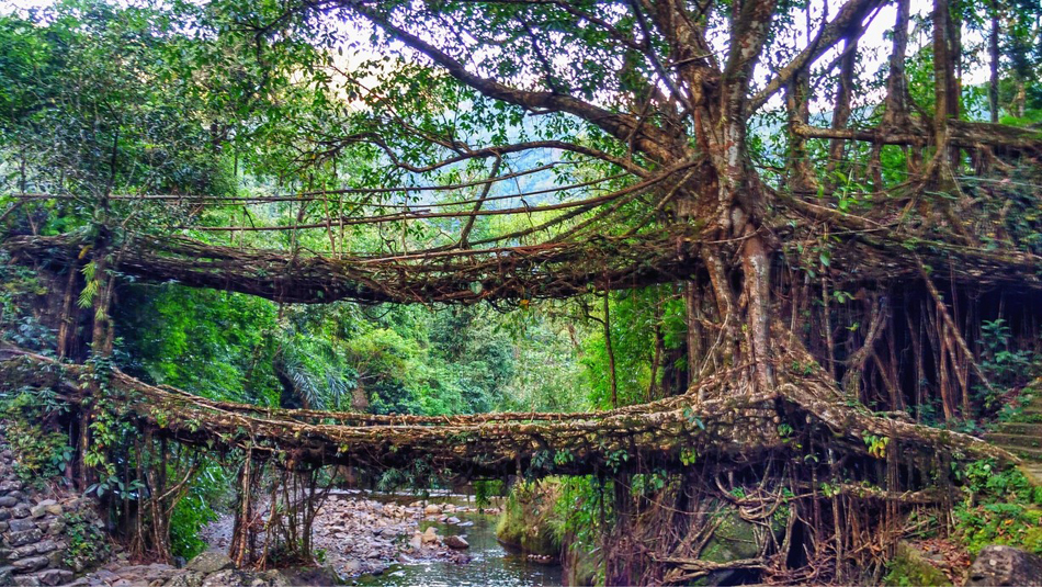 root bridge