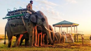 Elephants ready to serve the tourists