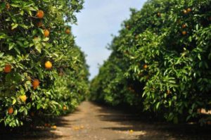 Orange Orchards