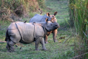One-horned rhinoceros at Kaziranga National Park, Assam