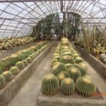 Kalimpong Cactus Nursery 1